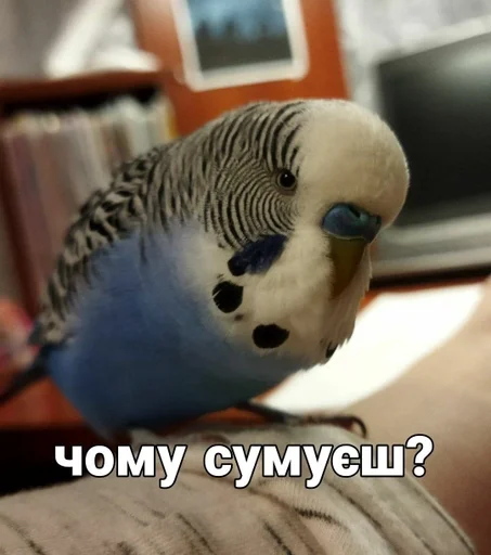 🐦 Стикер «Кеша» для Telegram