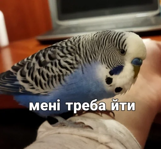 🌟 Стикер «Кеша» для Telegram