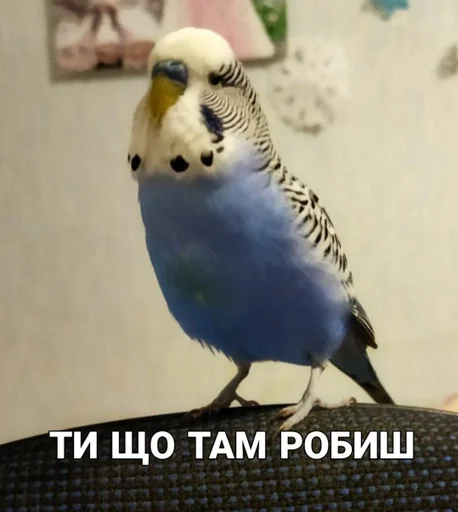 🐦 Стикер «Кеша» для Telegram