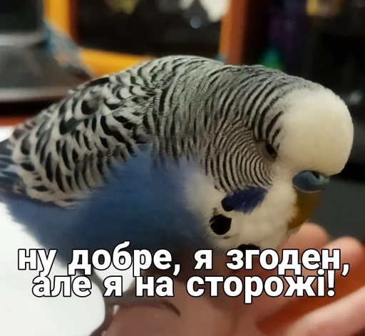 🐦 Стикер «Кеша» для Telegram