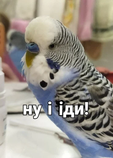 🐦 Стикер «Кеша» для Telegram