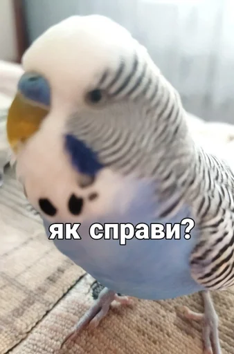 🐦 Стикер «Кеша» для Telegram