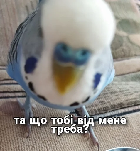 🐦 Стикер «Кеша» для Telegram