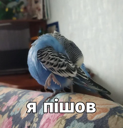 🐦 Стикер «Кеша» для Telegram