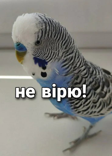 🐦 Стикер «Кеша» для Telegram