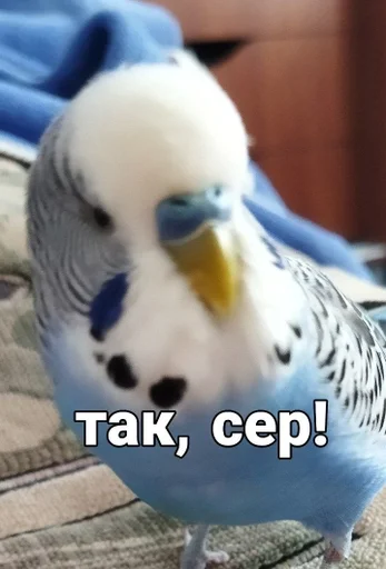 🐦 Стикер «Кеша» для Telegram