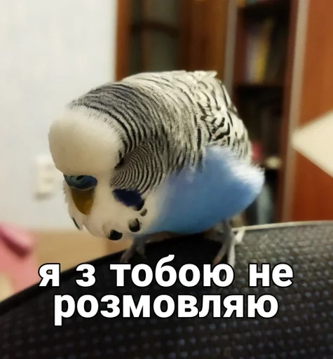 🐦 Стикер «Кеша» для Telegram