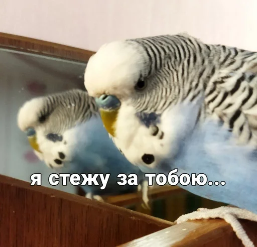 🐦 Стикер «Кеша» для Telegram
