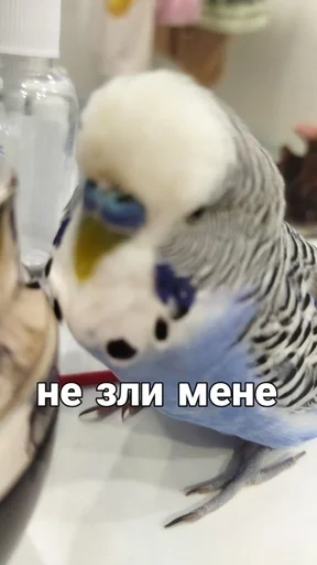 🐦 Стикер «Кеша» для Telegram