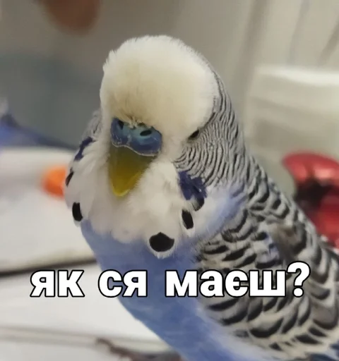 🐦 Стикер «Кеша» для Telegram