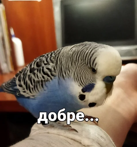 🐦 Стикер «Кеша» для Telegram