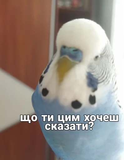 🐦 Стикер «Кеша» для Telegram