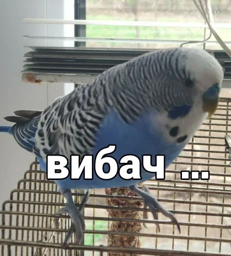 🐦 Стикер «Кеша» для Telegram
