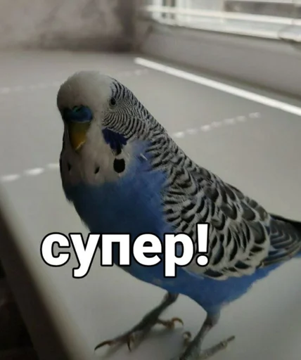 🐦 Стикер «Кеша» для Telegram