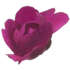 🤩 Эмодзи «sacura» для Telegram