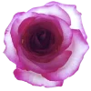 🤩 Эмодзи «sacura» для Telegram