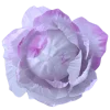 🤩 Эмодзи «sacura» для Telegram