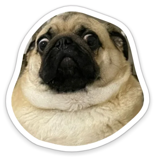 😳 Стикер «sad_pug_leonid» для Telegram