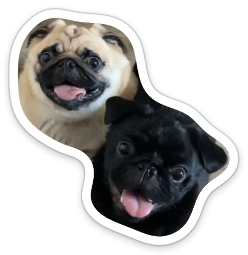 😝 Стикер «sad_pug_leonid» для Telegram
