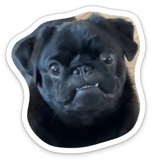 😑 Стикер «sad_pug_leonid» для Telegram