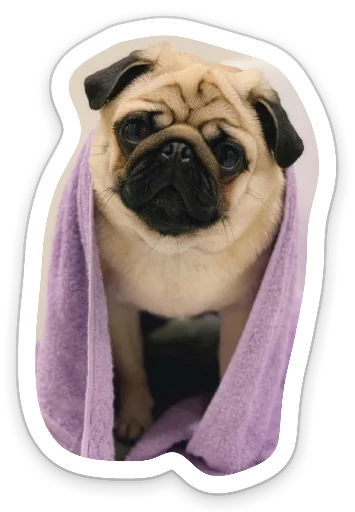 😟 Стикер «sad_pug_leonid» для Telegram