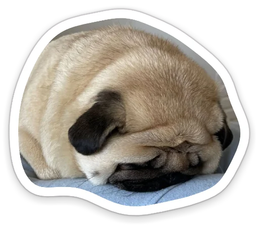 😣 Стикер «sad_pug_leonid» для Telegram
