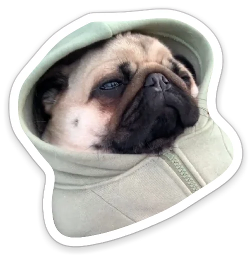 😎 Стикер «sad_pug_leonid» для Telegram