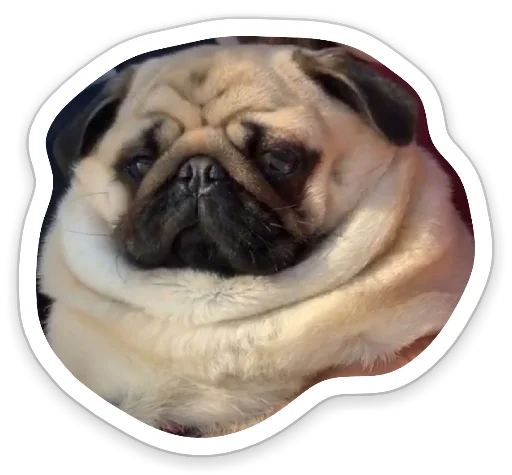 😔 Стикер «sad_pug_leonid» для Telegram
