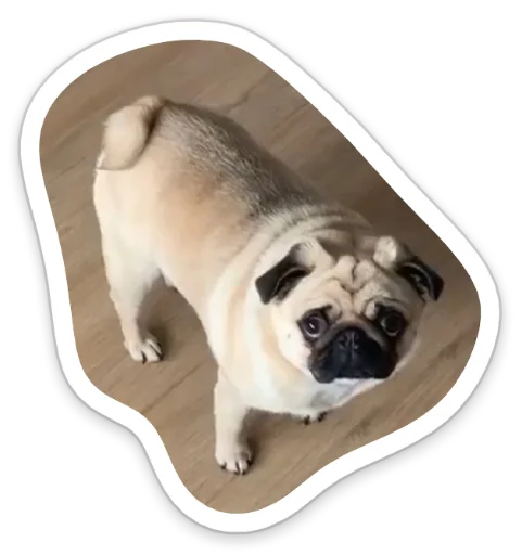 😯 Стикер «sad_pug_leonid» для Telegram