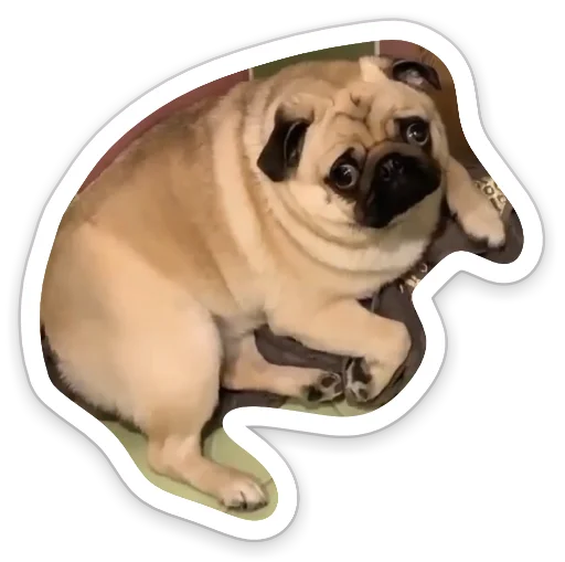 😕 Стикер «sad_pug_leonid» для Telegram