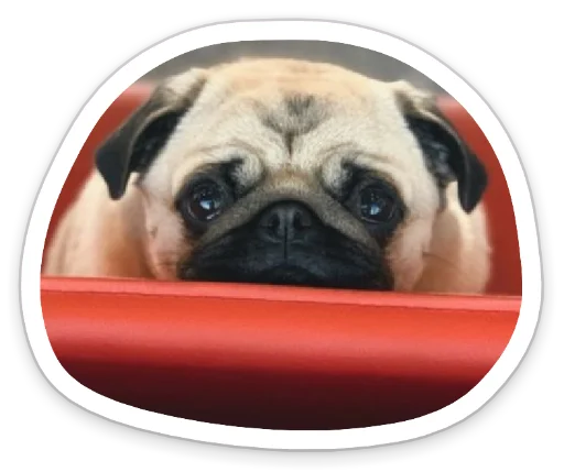 😢 Стикер «sad_pug_leonid» для Telegram