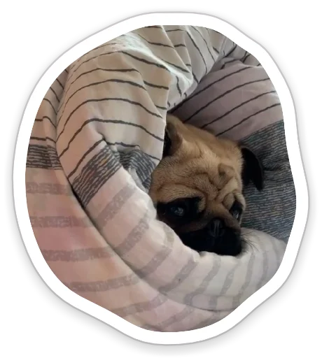 ☹️ Стикер «sad_pug_leonid» для Telegram