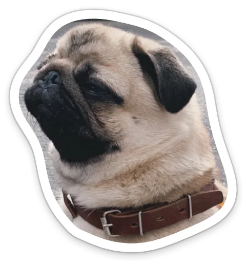 🤨 Стикер «sad_pug_leonid» для Telegram