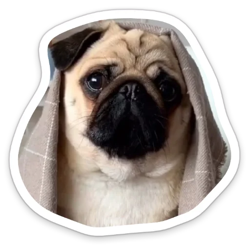 😕 Стикер «sad_pug_leonid» для Telegram
