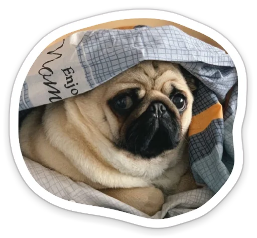 😒 Стикер «sad_pug_leonid» для Telegram