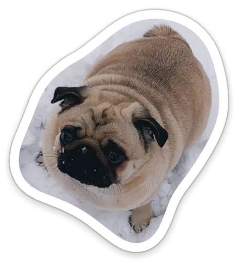 ❄️ Стикер «sad_pug_leonid» для Telegram