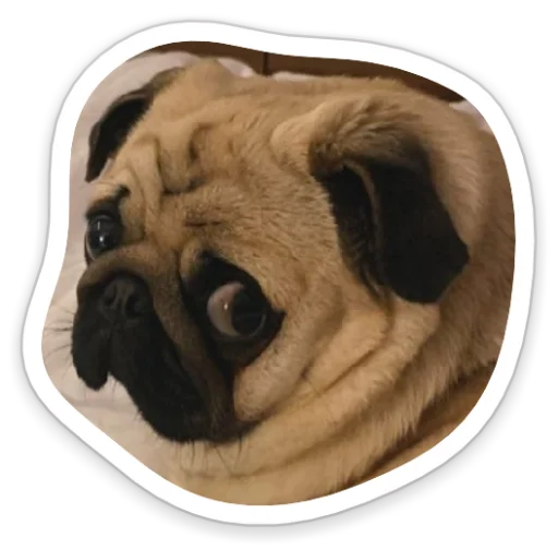 😒 Стикер «sad_pug_leonid» для Telegram