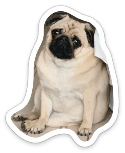 ☹️ Стикер «sad_pug_leonid» для Telegram