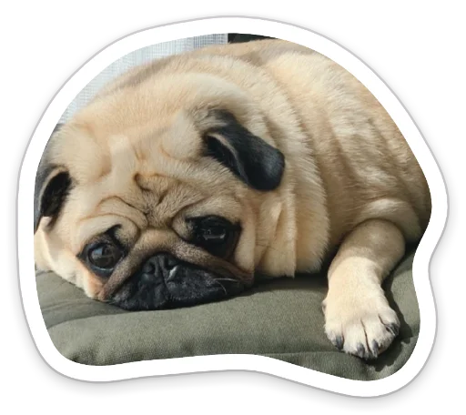 🤕 Стикер «sad_pug_leonid» для Telegram