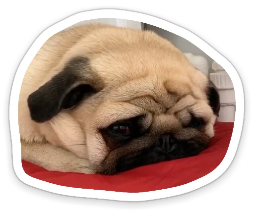 😞 Стикер «sad_pug_leonid» для Telegram