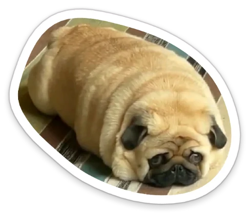 🥖 Стикер «sad_pug_leonid» для Telegram