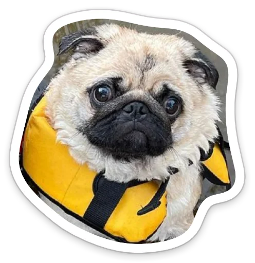 😕 Стикер «sad_pug_leonid» для Telegram