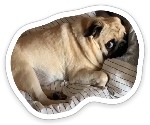 🤕 Стикер «sad_pug_leonid» для Telegram