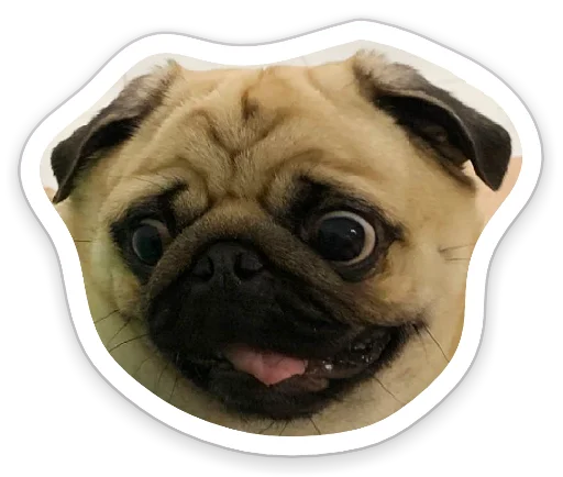 😳 Стикер «sad_pug_leonid» для Telegram