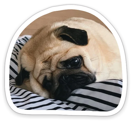 😔 Стикер «sad_pug_leonid» для Telegram