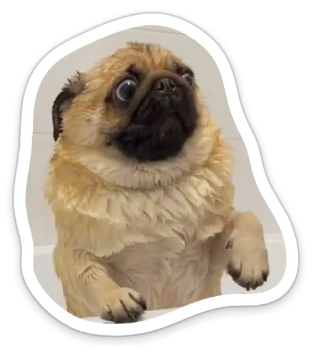 😱 Стикер «sad_pug_leonid» для Telegram