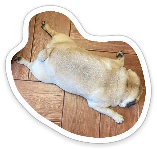 😶 Стикер «sad_pug_leonid» для Telegram