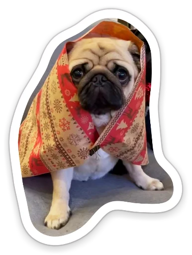 🎄 Стикер «sad_pug_leonid» для Telegram