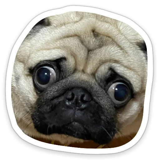 😳 Стикер «sad_pug_leonid» для Telegram