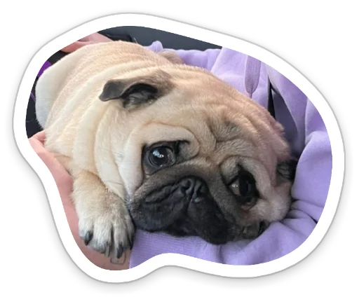 😟 Стикер «sad_pug_leonid» для Telegram